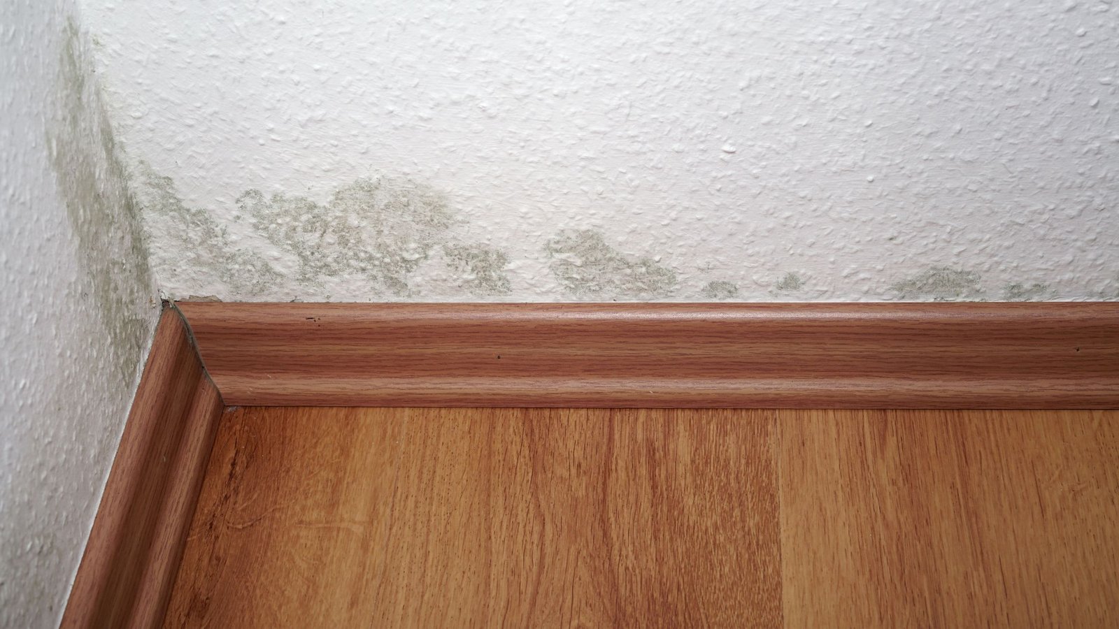 Pelėsis namuose ant sienos.