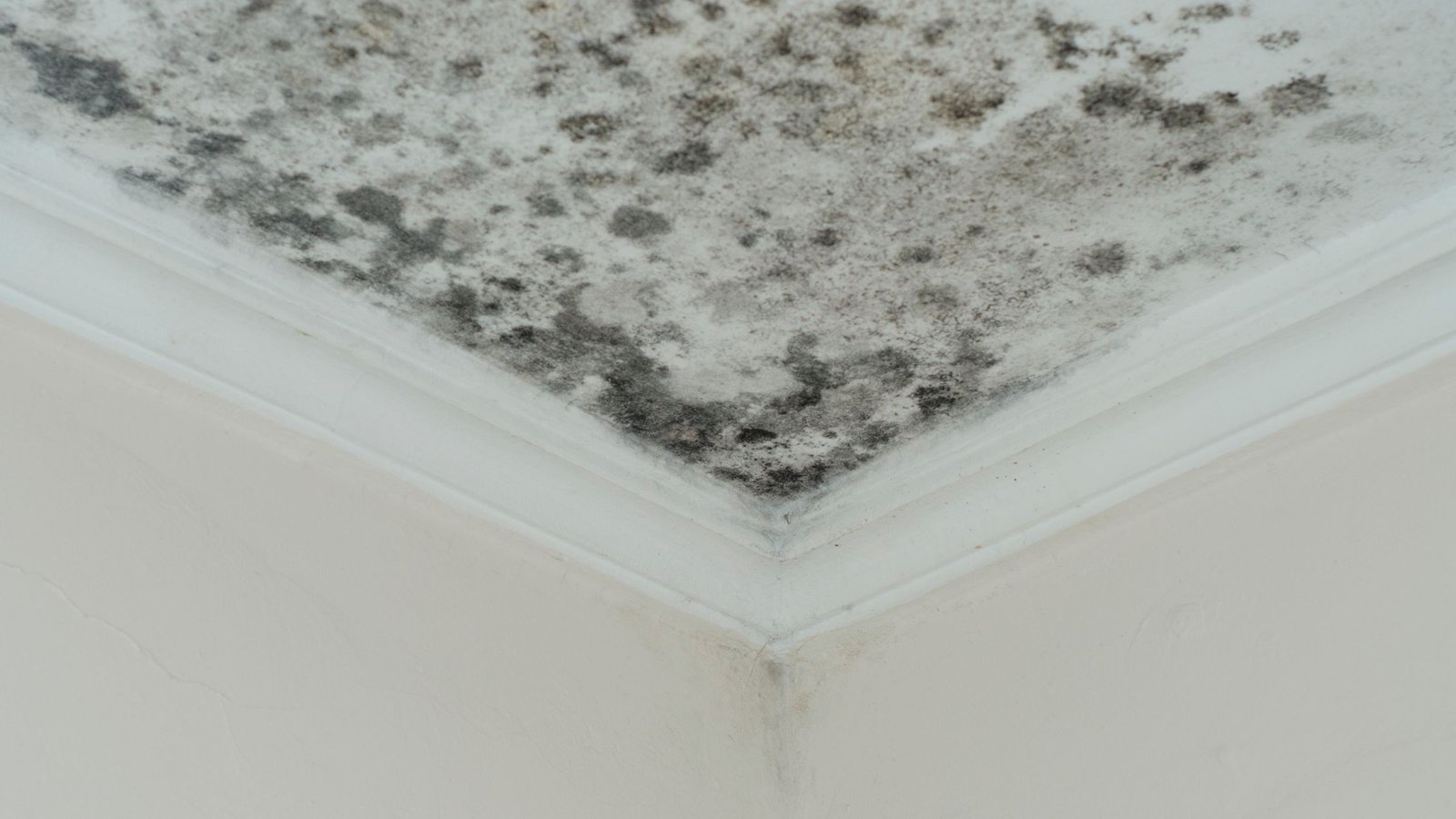 Pelėsis namuose ant lubų.